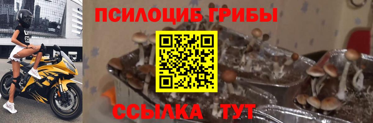 Псилоцибиновые грибы Psilocybe Дзержинский